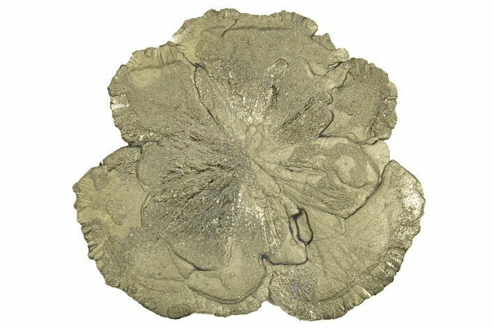 Pyrite Sun - Sparta, Illinois #315890